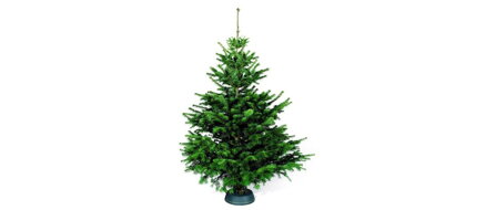 Rezaný vianočný stromček - Jedla Nordmann 80 -150 cm